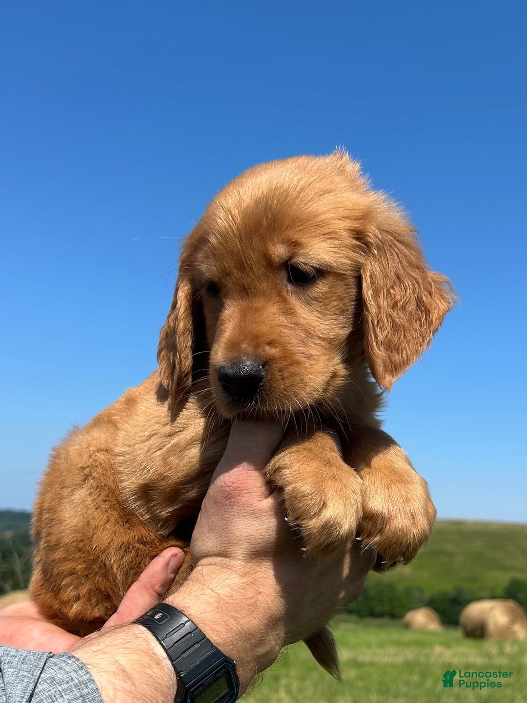 Golden Retriever dogs for sale: Rascal - Image 16