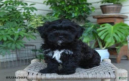 Shihpoo dogs for sale: Caleb - Image 8