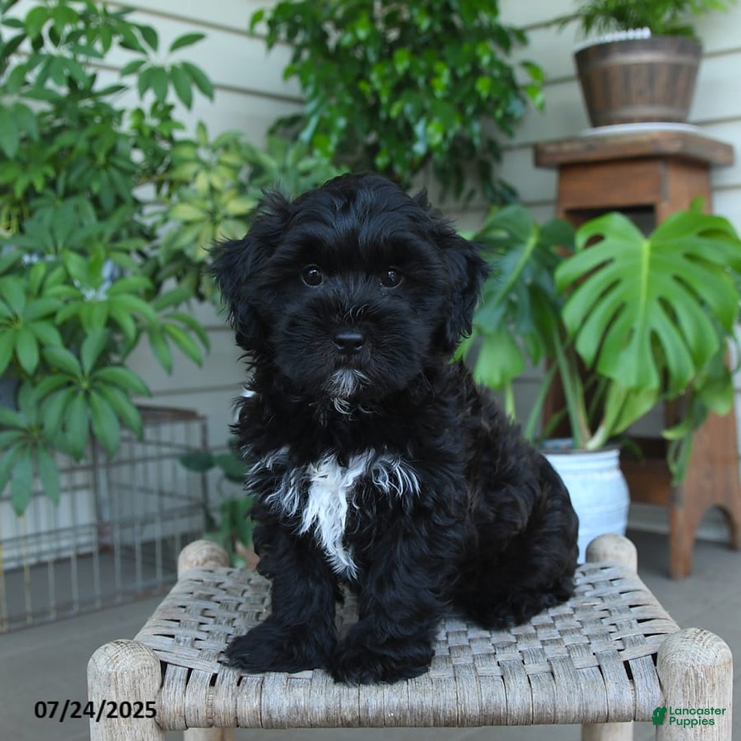 Shihpoo dogs for sale: Caleb - Image 8
