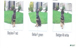 German Shepherd dogs for sale: Riley Bella Badger - Image 4