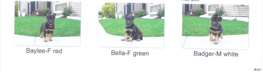 German Shepherd dogs for sale: Riley Bella Badger - Image 4
