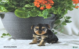 Yorkshire Terrier dogs for sale: Kona - Image 2
