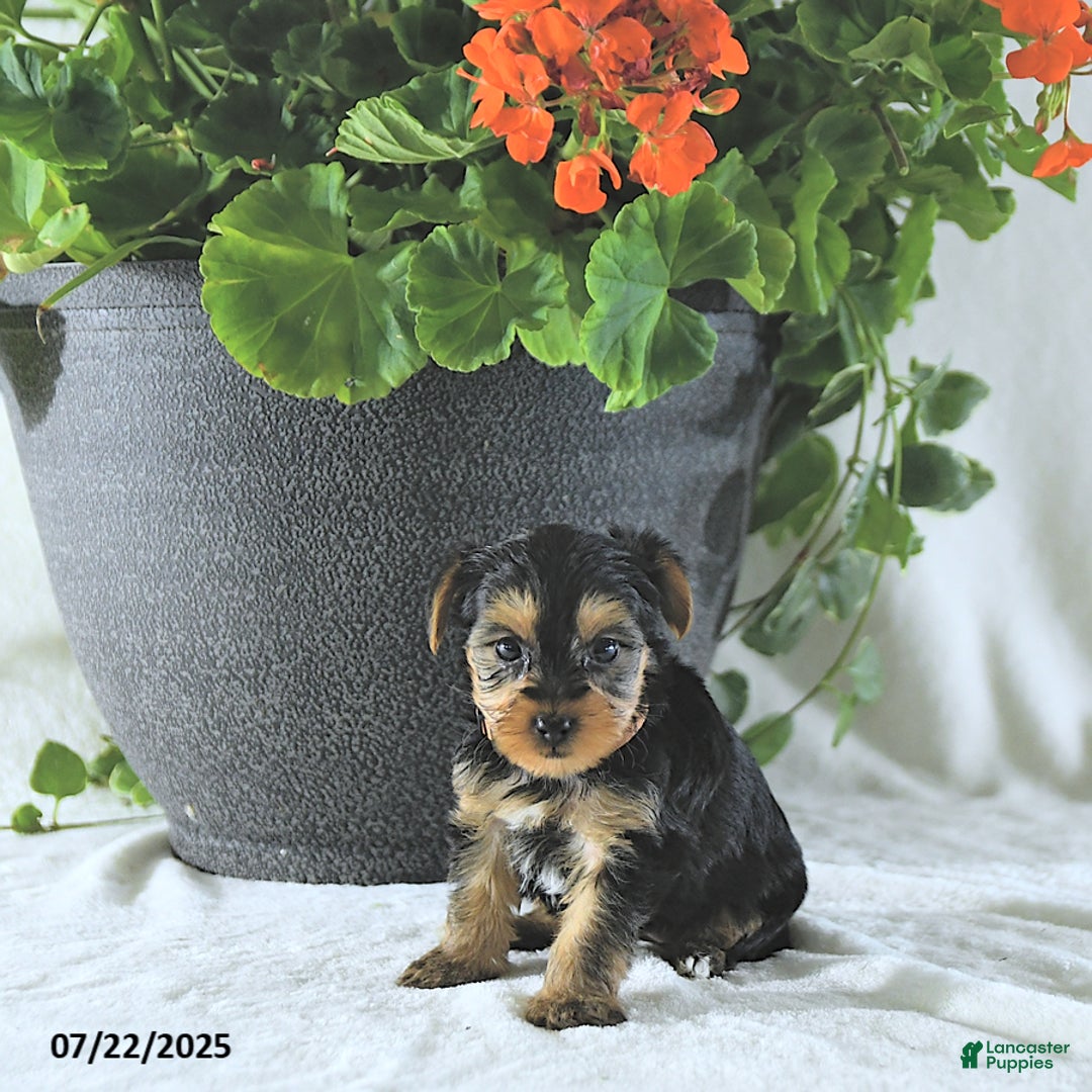 Yorkshire Terrier dogs for sale: Kona - Image 2