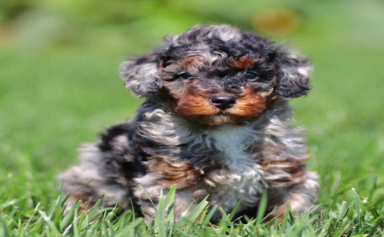 Mini Bernedoodle dogs for sale - Ad 1