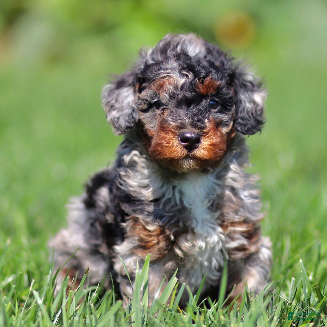 Mini Bernedoodle dogs for sale: Tabitha - Image 1