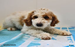 Mini Goldendoodle dogs for sale: Dallas - Image 24