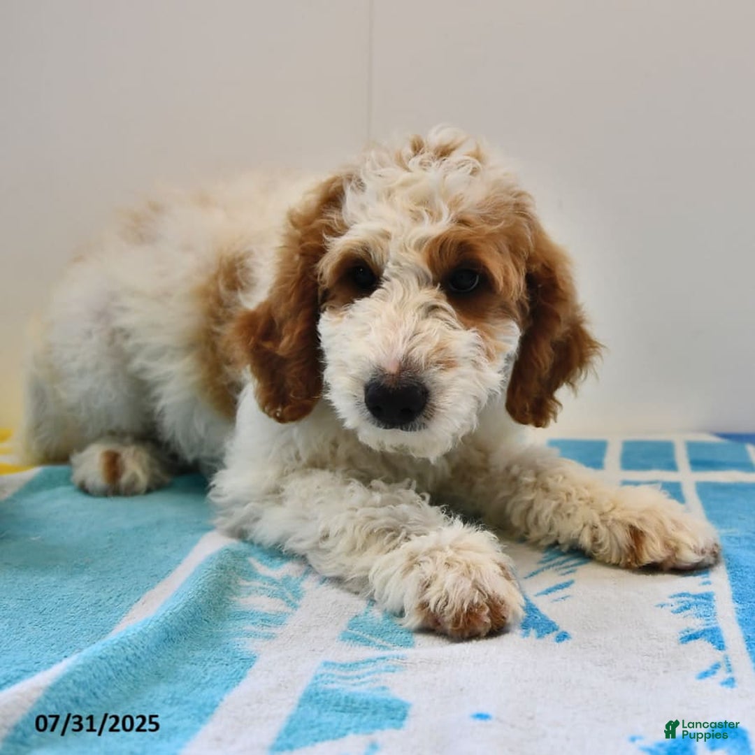 Mini Goldendoodle dogs for sale: Dallas - Image 24