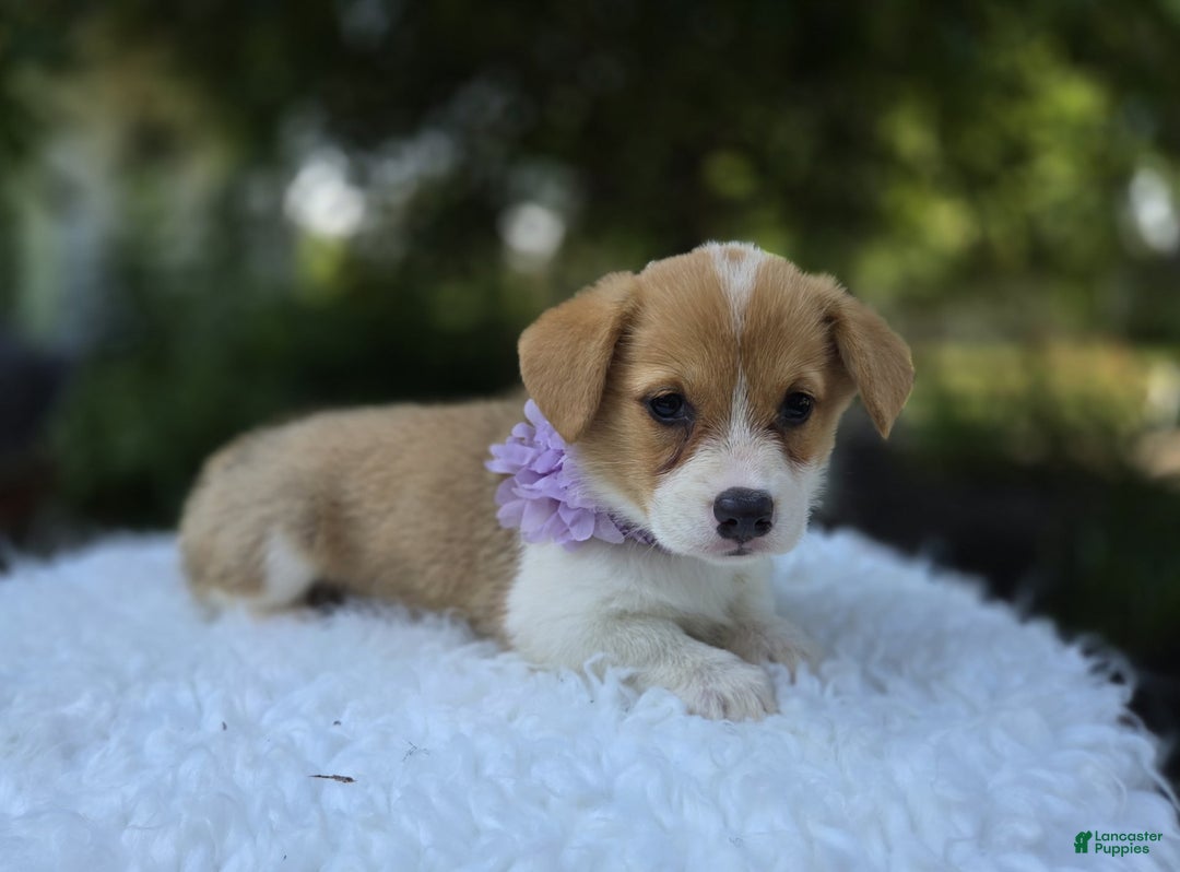 Welsh Corgi Pembroke dogs for sale: Lovey - Image 2