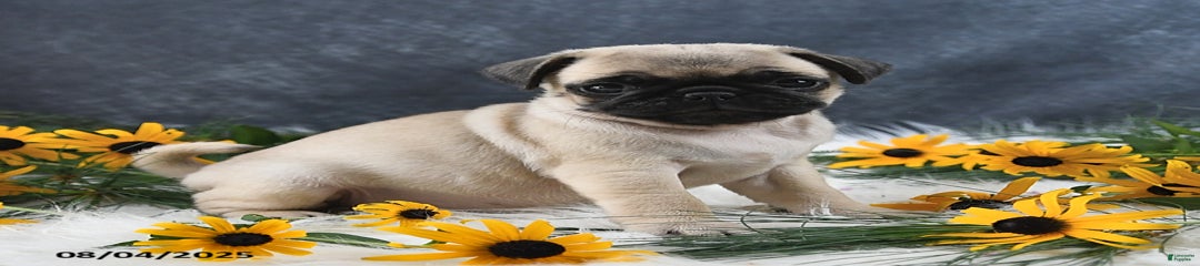 Theodor