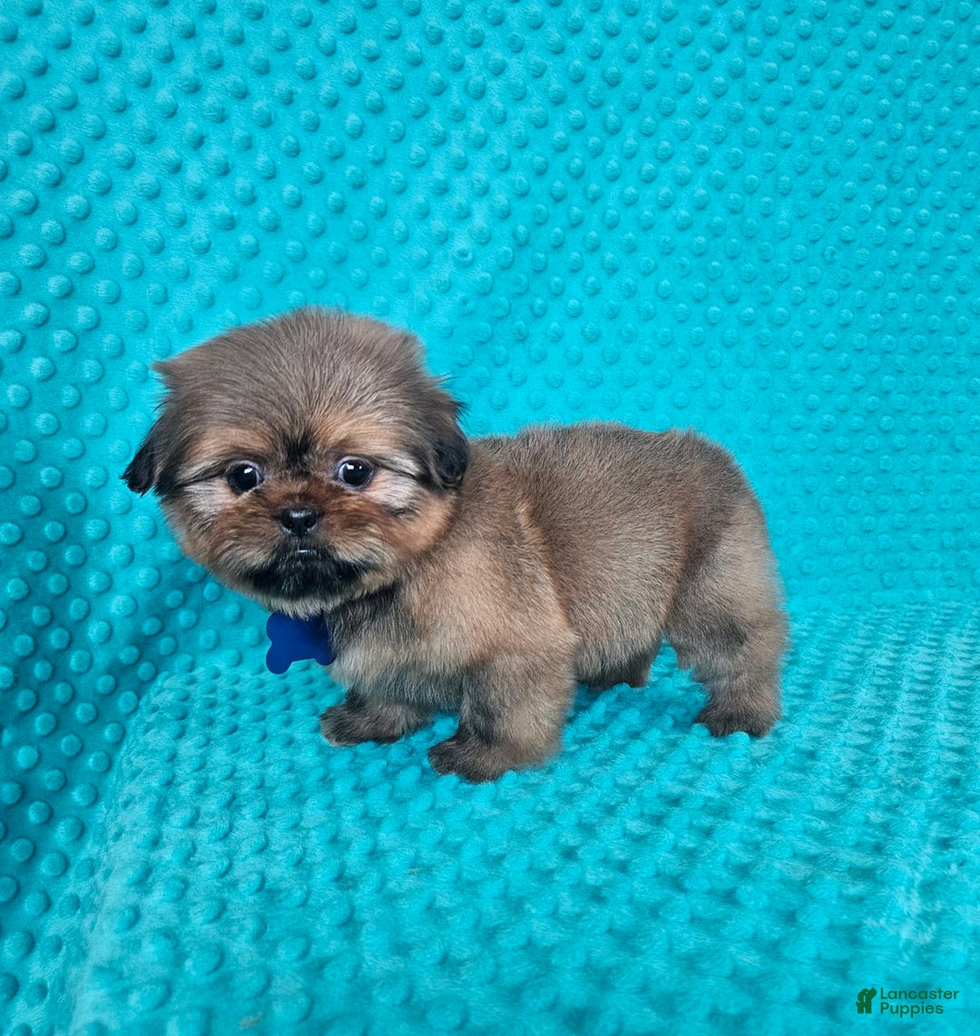 Shih Tzu dogs for sale: Cooper - Image 4
