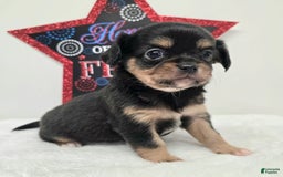 Chihuahua dogs for sale: Luca - Image 2