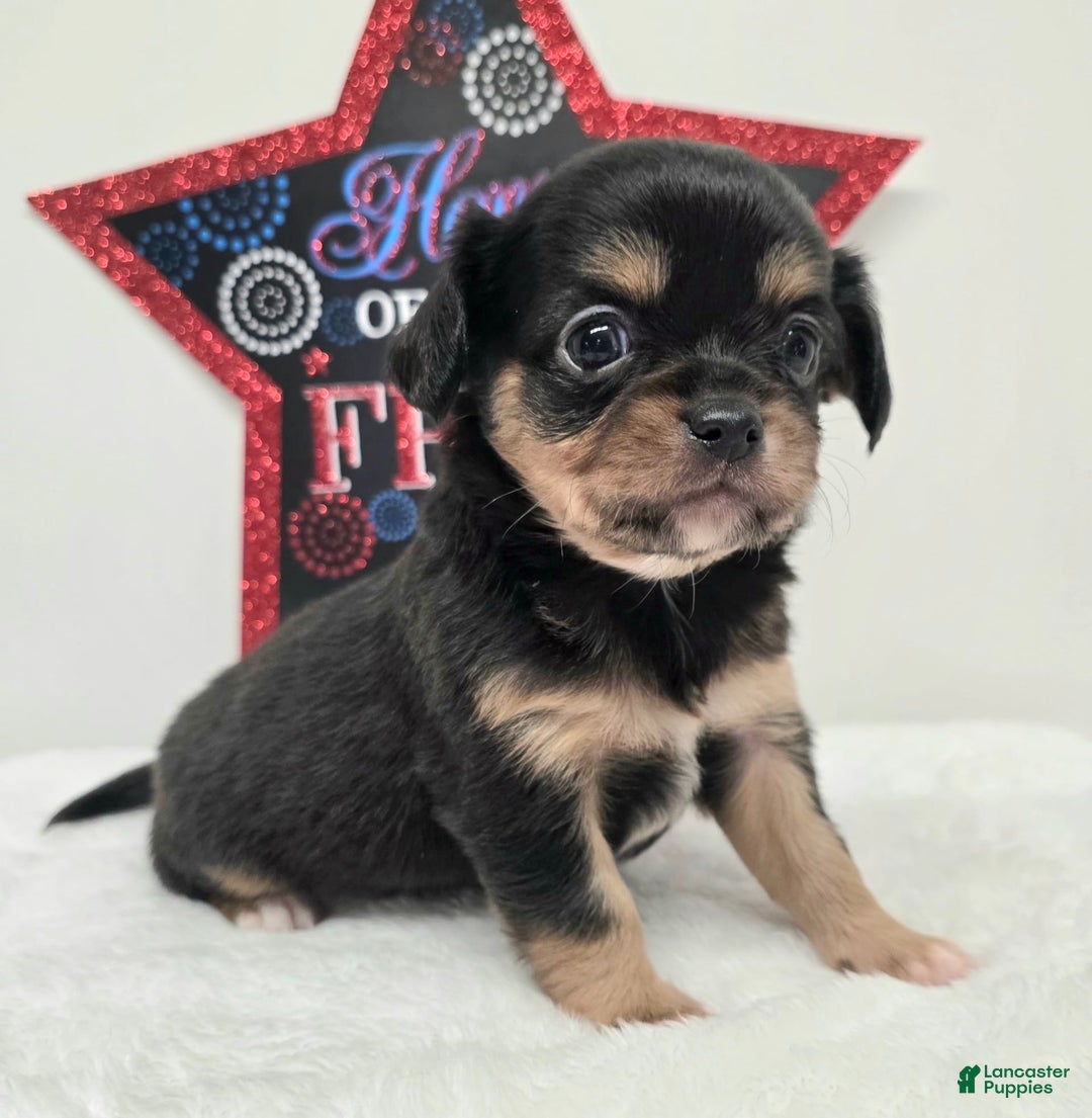 Chihuahua dogs for sale: Luca - Image 2