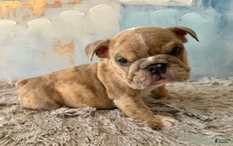 English Bulldog dogs for sale: Goro - Image 3