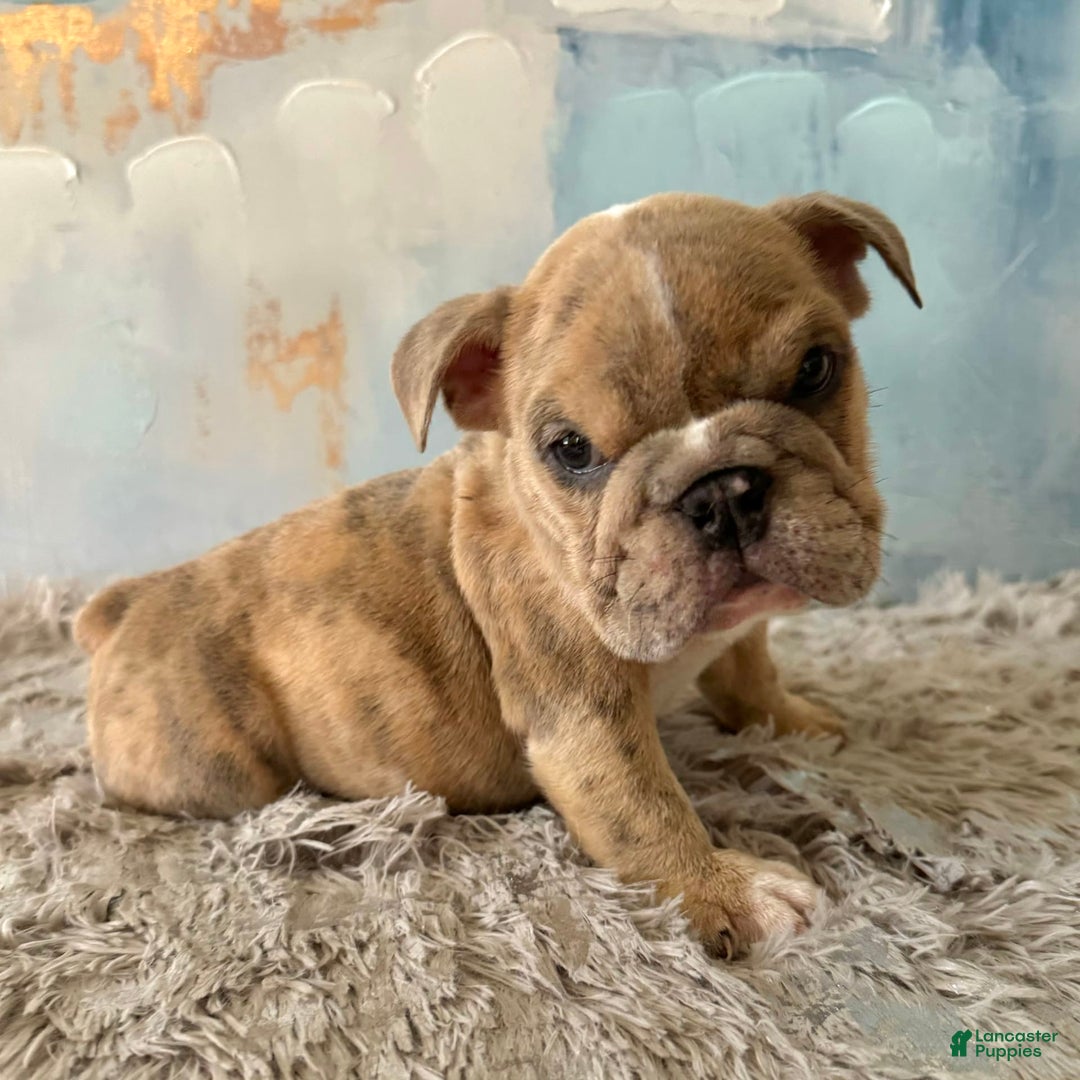 English Bulldog dogs for sale: Goro - Image 3
