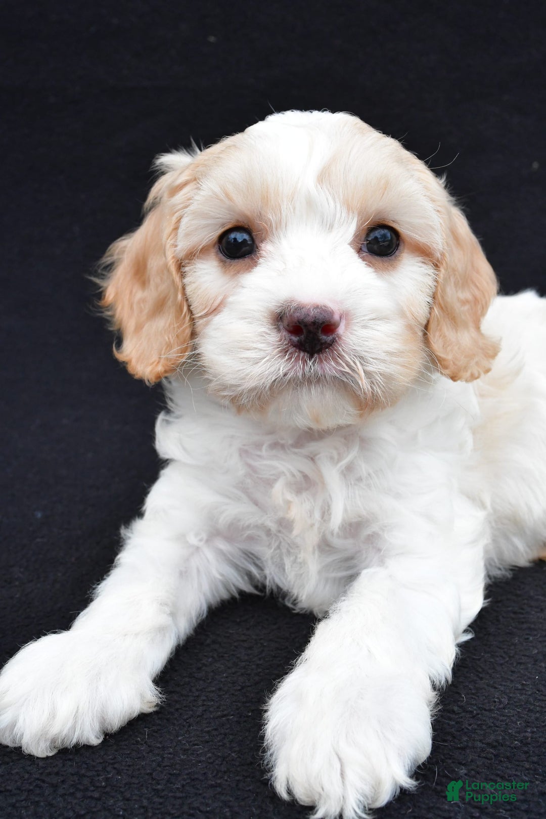 Cavapoo dogs for sale: Snickers - Image 6