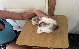 Shih Tzu dogs for sale: Baby Doll - Image 8