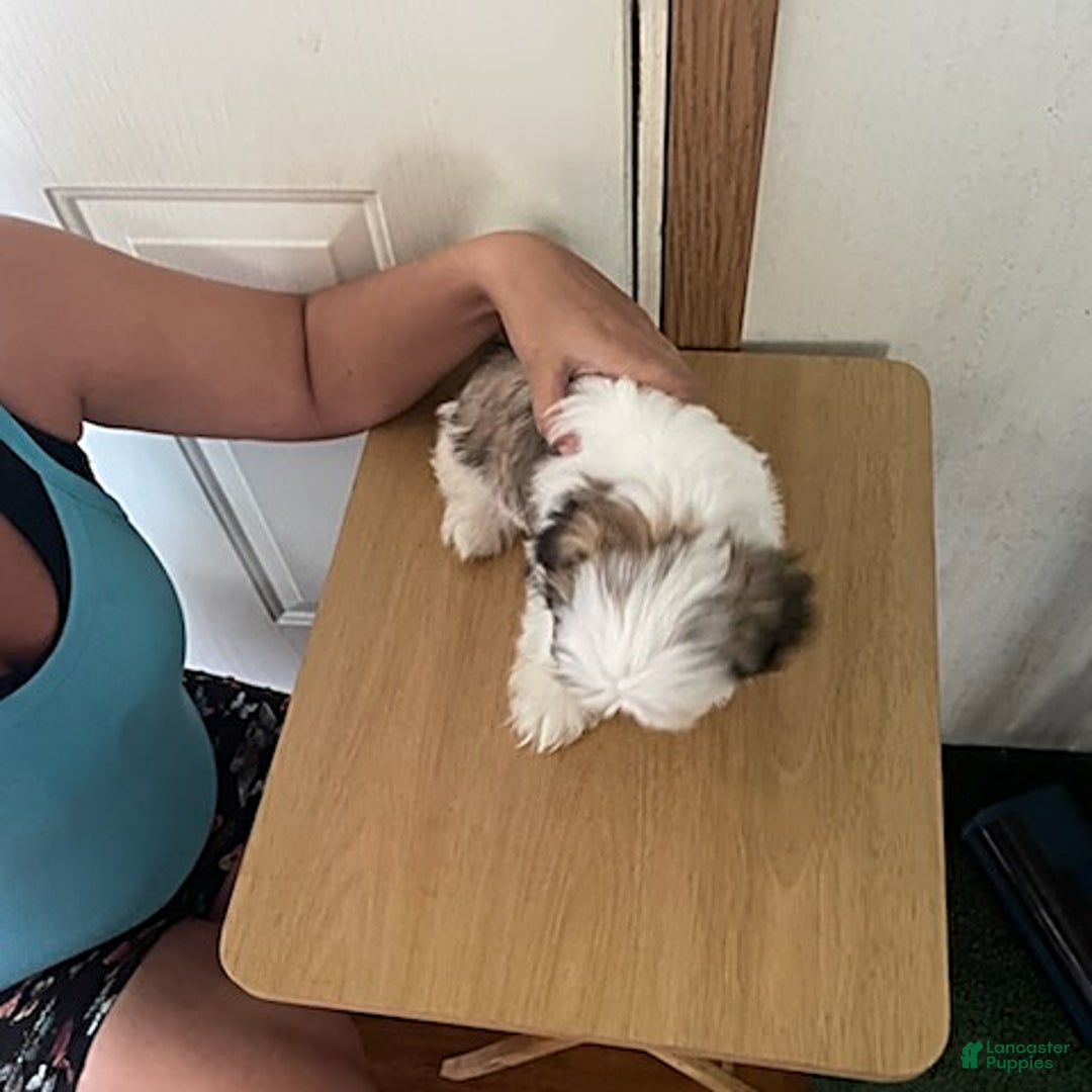 Shih Tzu dogs for sale: Baby Doll - Image 8