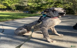 Great Dane dogs for sale: Baby Boy Light Green - Image 2