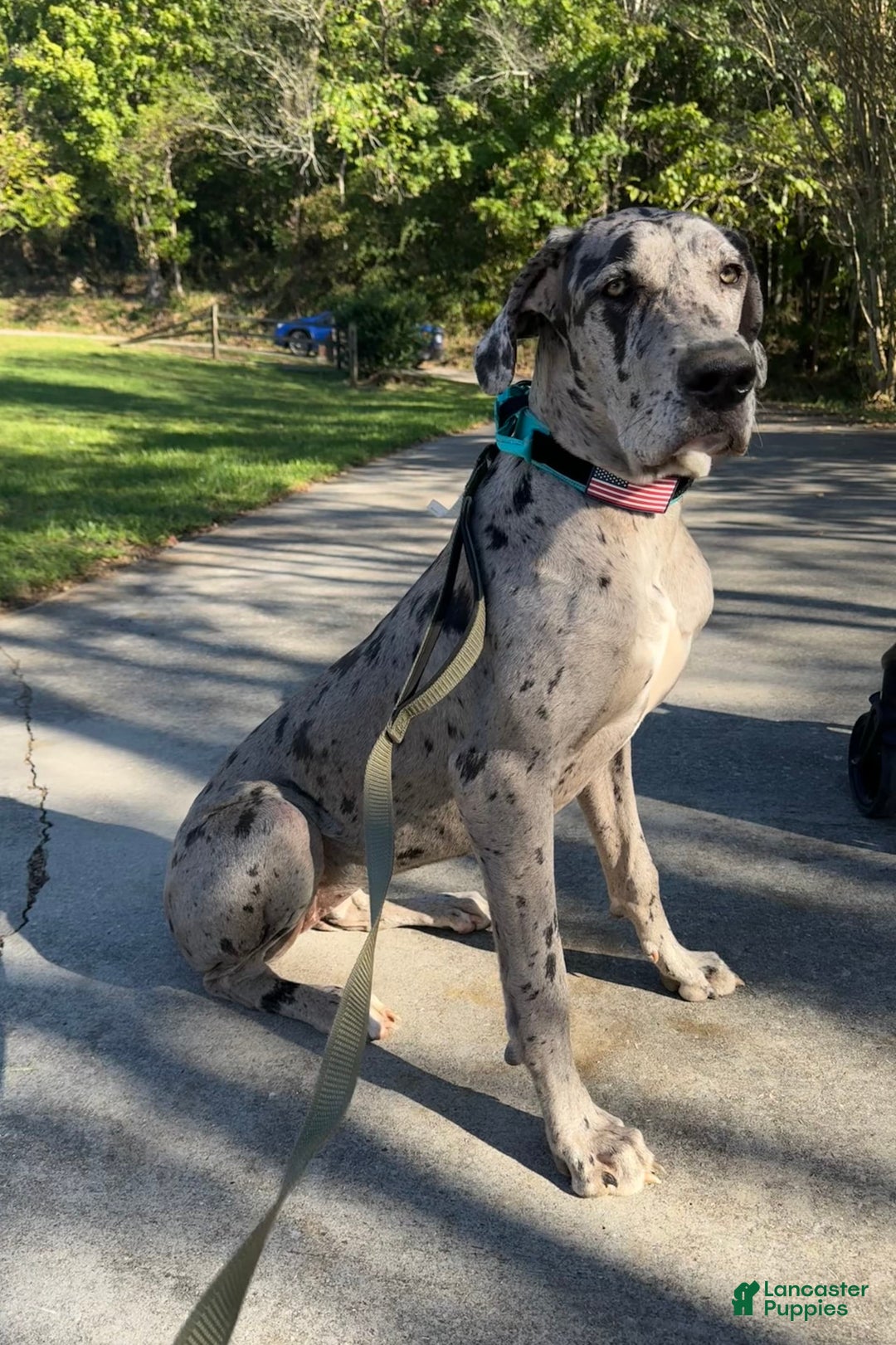 Great Dane dogs for sale: Baby Boy Light Green - Image 2