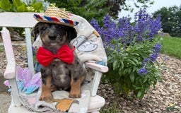 Australian Cattle Dog dogs for sale: Mason - Image 1