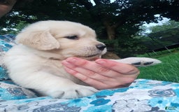 Golden Retriever dogs for sale: Peter - Image 17