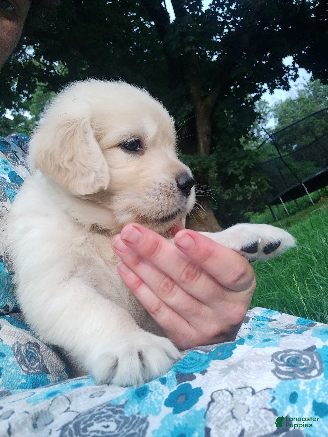 Golden Retriever dogs for sale: Peter - Image 17