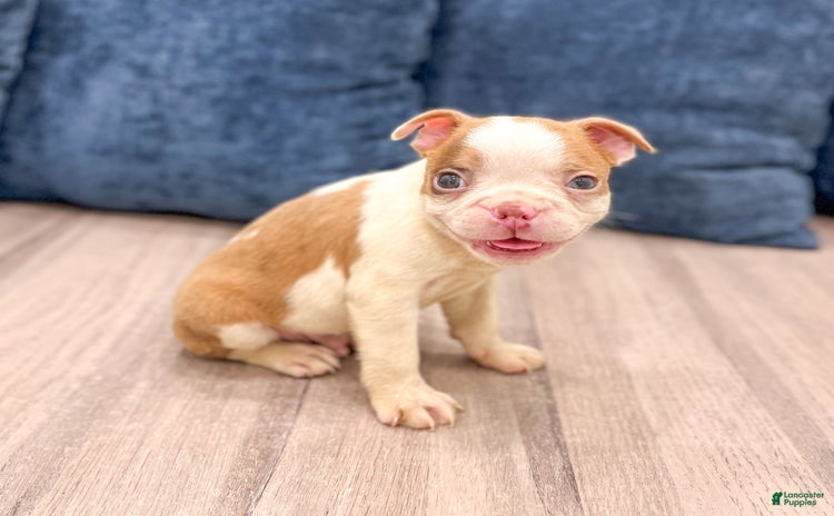 Boston Terrier dogs for sale - Ad 5