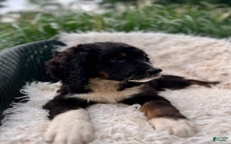 Bernedoodle dogs for sale: Ranger - Image 4