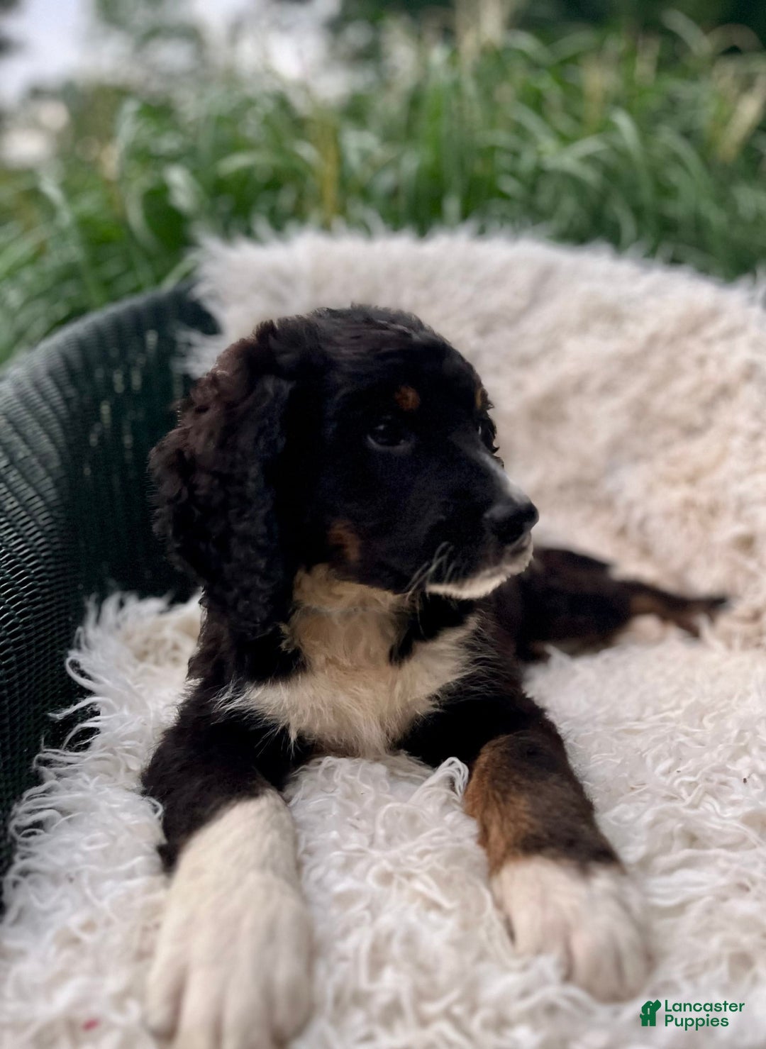 Bernedoodle dogs for sale: Ranger - Image 4