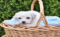 Bichon Frise dogs for sale: Asher - Image 5