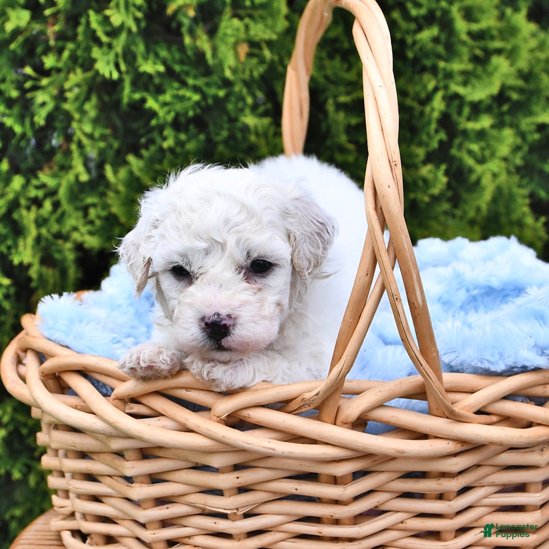 Bichon Frise dogs for sale: Asher - Image 5