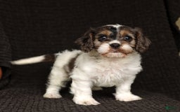 Cavapoo dogs for sale: Winston - Image 6