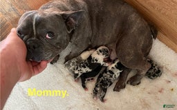 French Bulldog dogs for sale: William - Image 2
