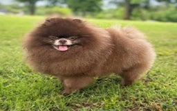 Pomeranian dogs for sale: AKC Ivan - Image 5