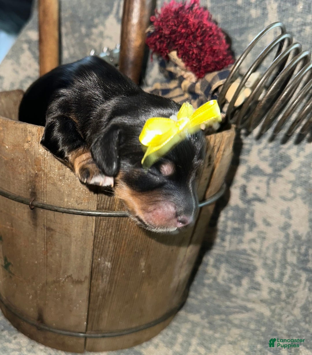 Dachshund dogs for sale: Wren - Image 3