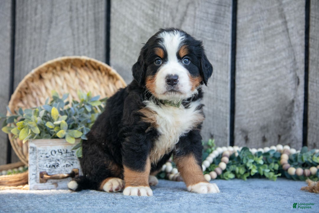 Bernese Mountain Dog dogs for sale: Boots - Image 5