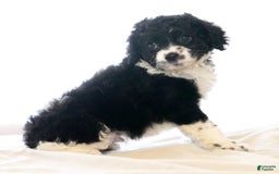 Cockapoo dogs for sale: Brady - Image 8