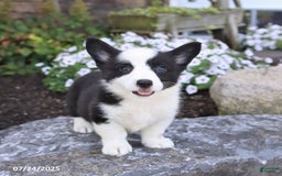Welsh Corgi Pembroke dogs for sale: Irena - Image 3