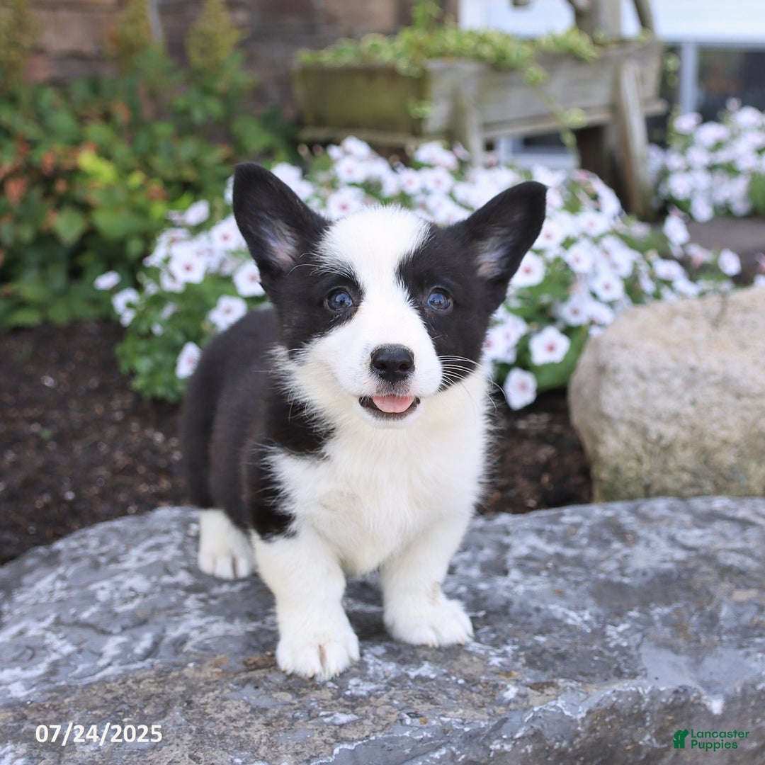 Welsh Corgi Pembroke dogs for sale: Irena - Image 3