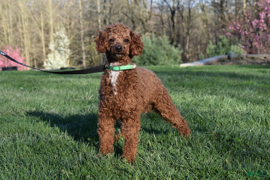 Miniature Poodle dogs for sale: Oscar - Image 10