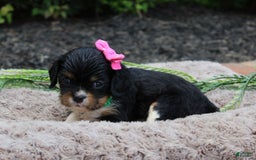 Cavalier King Charles Spaniel dogs for sale: Raven - Image 1