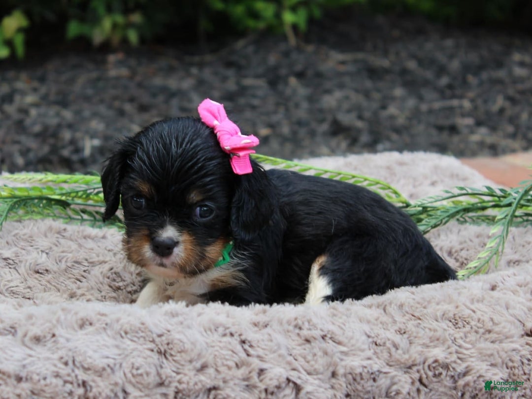 Cavalier King Charles Spaniel dogs for sale: Raven - Image 1