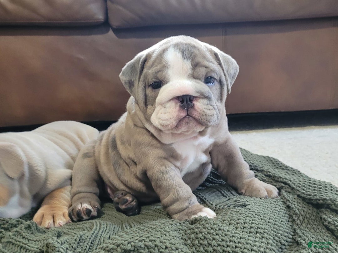 English Bulldog dogs for sale: Lola - Image 3
