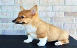 Welsh Corgi Pembroke dogs for sale: Buddy - Image 6