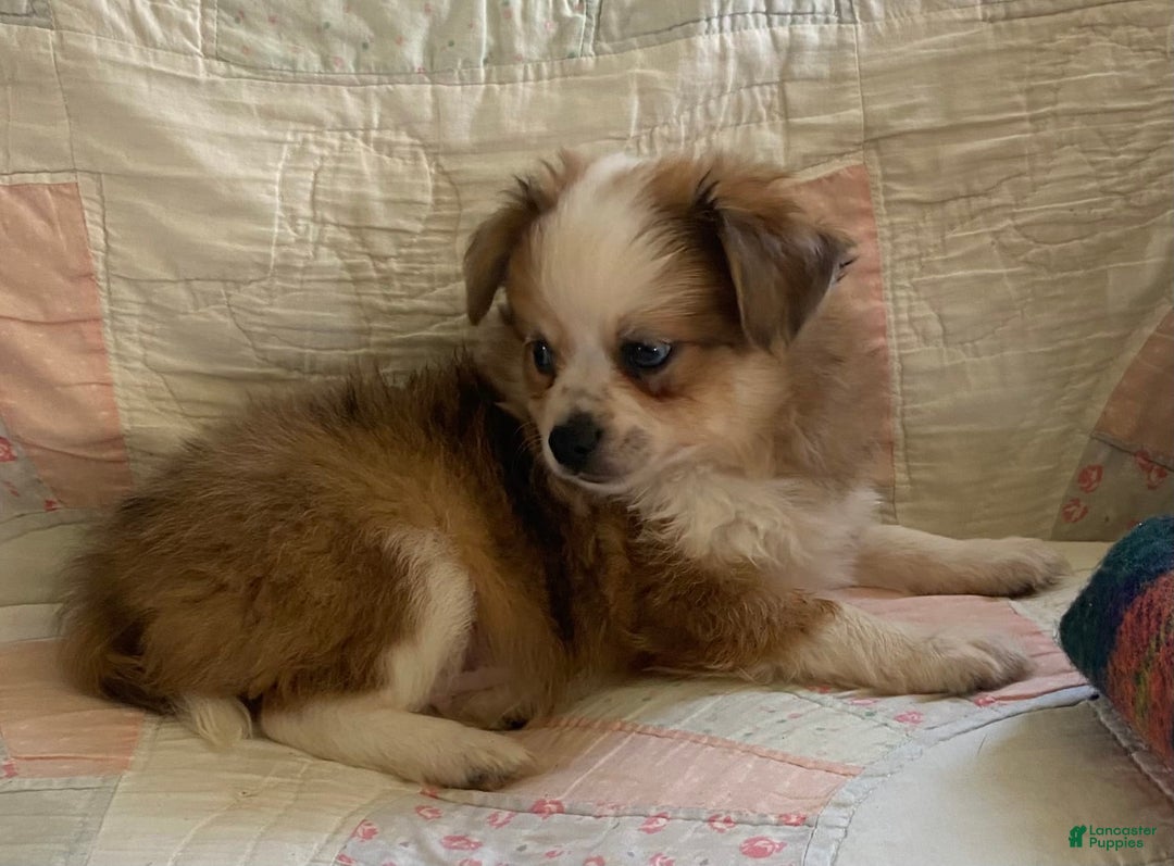Pomchi dogs for sale: Taner - Image 8