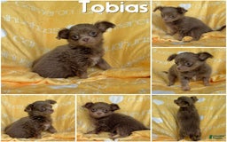 Chihuahua dogs for sale: Tobias Lavender Long Coat - Image 47