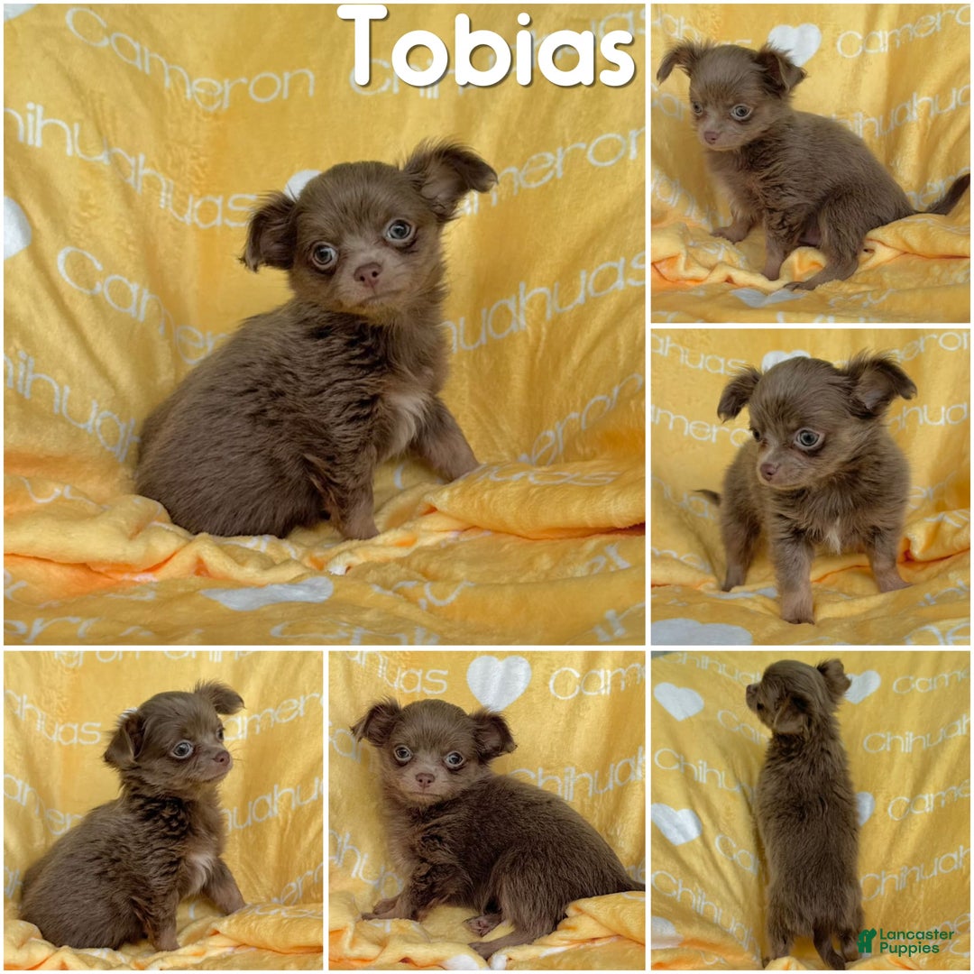 Chihuahua dogs for sale: Tobias Lavender Long Coat - Image 47