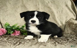 Bernese Mountain Dog dogs for sale: Flash - Image 1