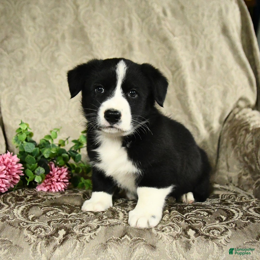 Bernese Mountain Dog dogs for sale: Flash - Image 1