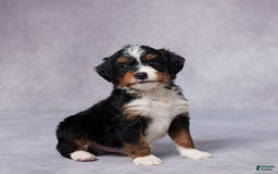 Mini Bernedoodle dogs for sale: Aden - Image 3